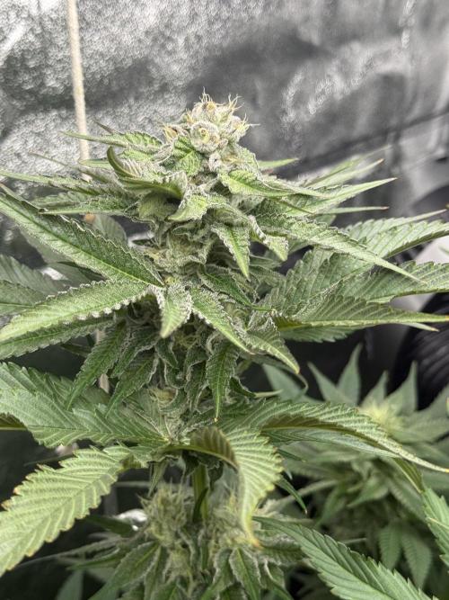 Grounded Genetiks Part 1. Week 9