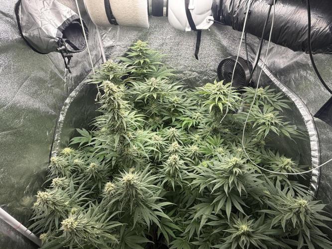 Grounded Genetiks Part 1. Week 9