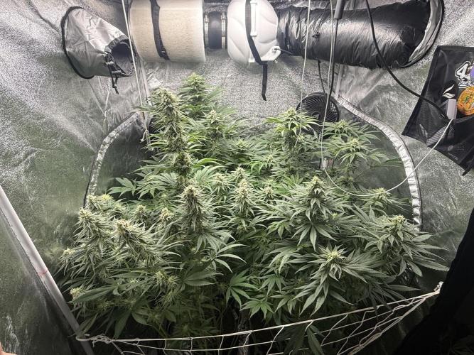 Grounded Genetiks Part 1. Week 9