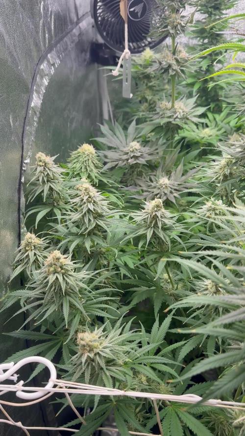 Grounded Genetiks Part 1