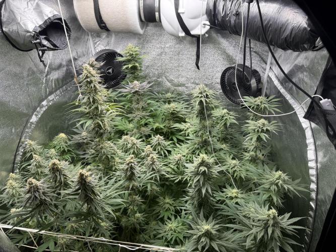 Grounded Genetiks Part 1. Week 10