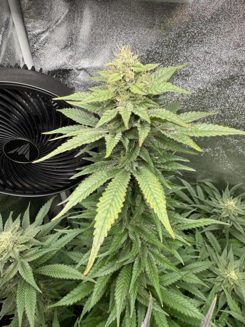 Grounded Genetiks Part 1. Week 10