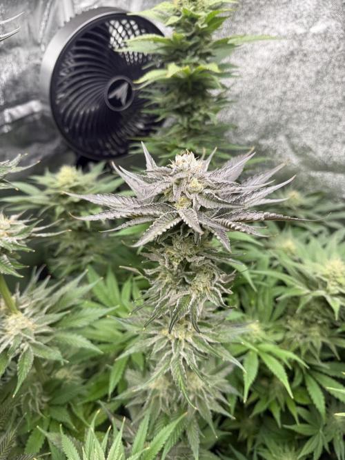 Grounded Genetiks Part 1. Week 10