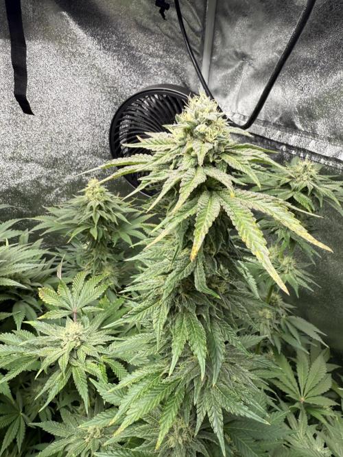 Grounded Genetiks Part 1. Week 10