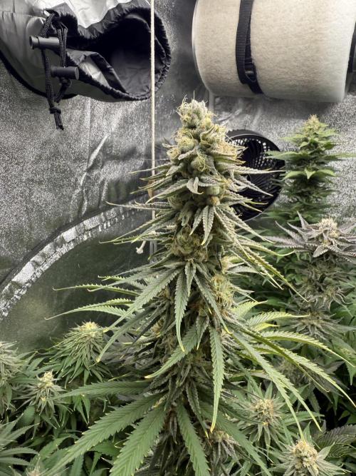 Grounded Genetiks Part 1. Week 10