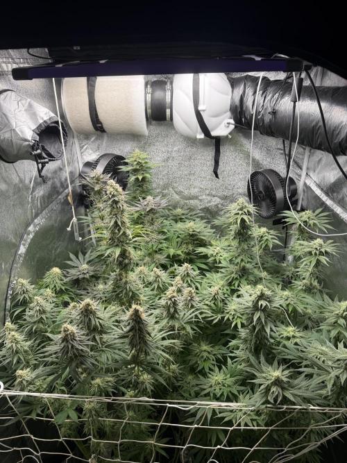 Grounded Genetiks Part 1. Week 10