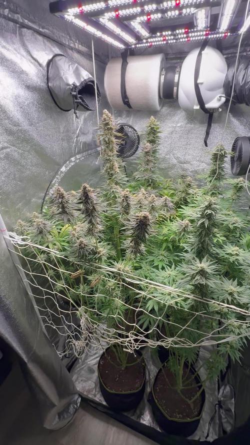 Grounded Genetiks Part 1