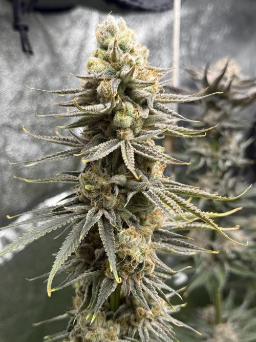 Grounded Genetiks Part 1. Week 11