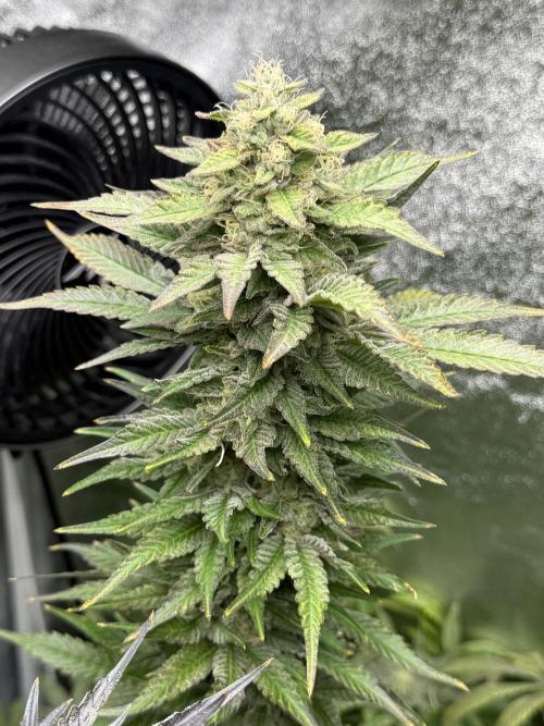 Grounded Genetiks Part 1. Week 11