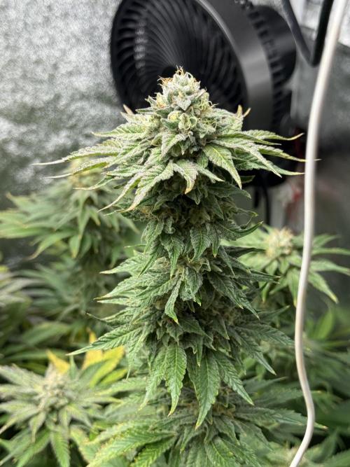 Grounded Genetiks Part 1. Week 11