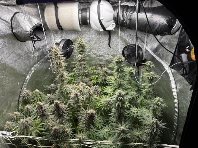 Grounded Genetiks Part 1. Week 11