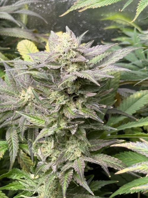 Grounded Genetiks Part 1. Week 11