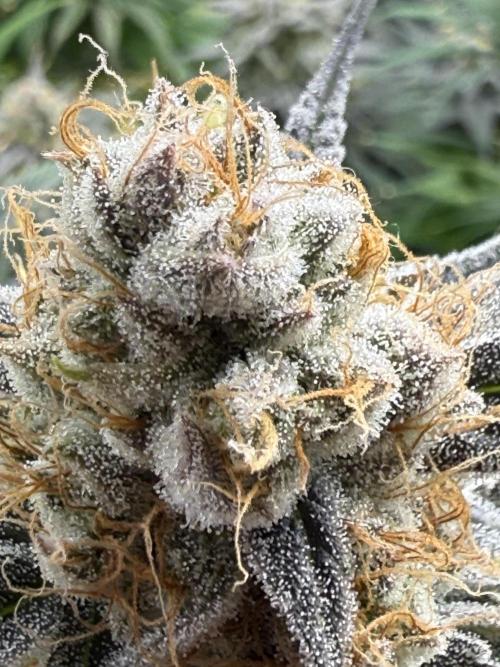 Grounded Genetiks Part 1. Week 11