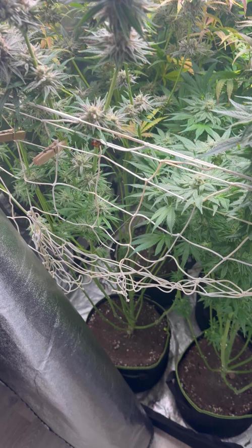 Grounded Genetiks Part 1