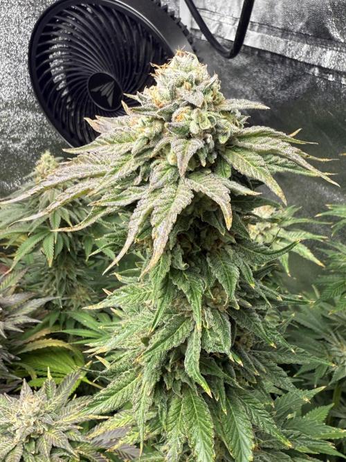 Grounded Genetiks Part 1. Week 12