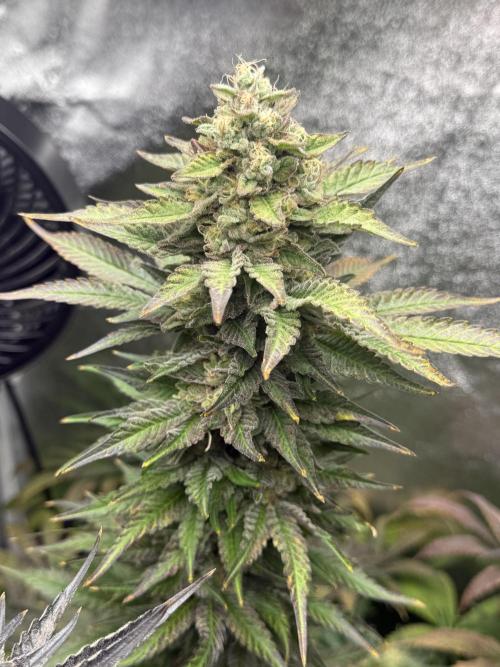 Grounded Genetiks Part 1. Week 12