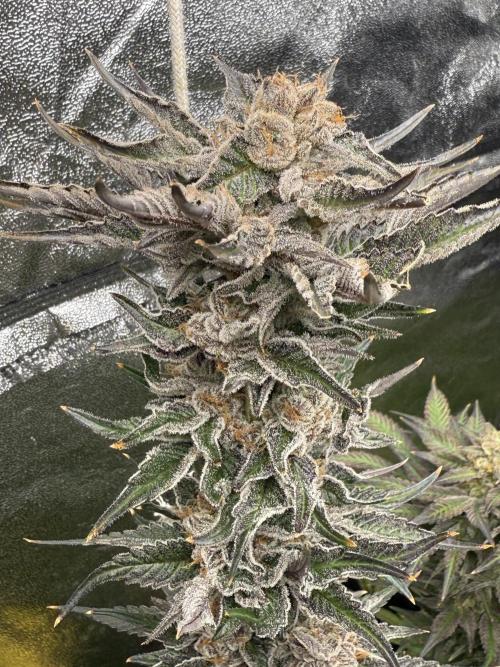 Grounded Genetiks Part 1. Week 12