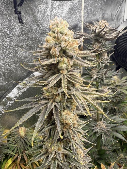 Grounded Genetiks Part 1. Week 12