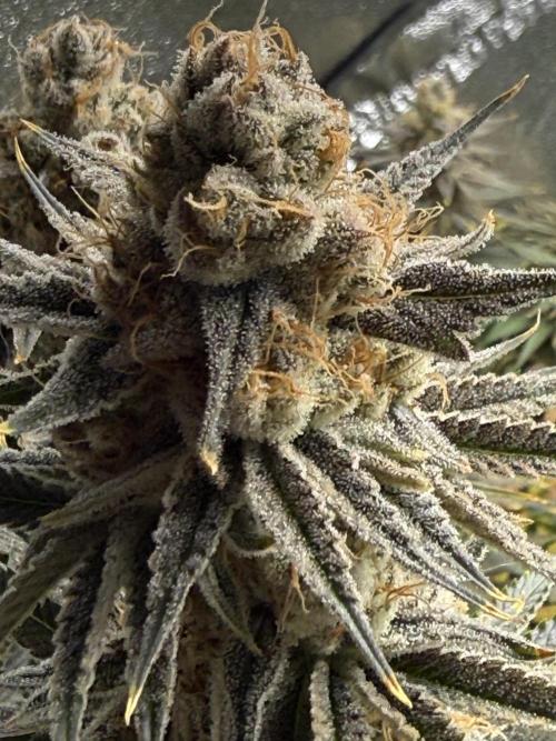 Grounded Genetiks Part 1. Week 12