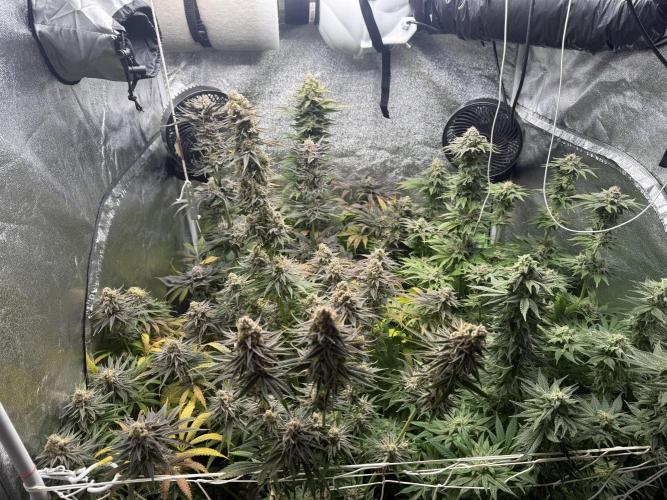 Grounded Genetiks Part 1. Week 12