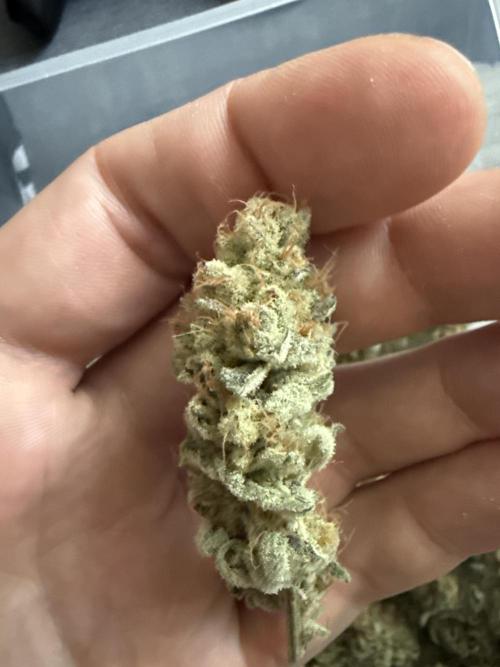 Grounded Genetiks Part 1. Week 13