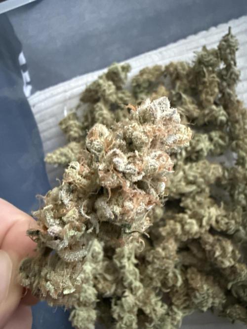 Grounded Genetiks Part 1. Week 13 - Nice and frosty