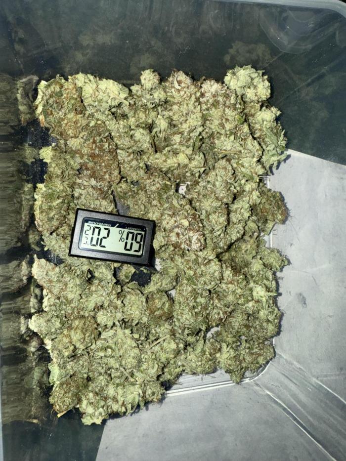 Grounded Genetiks Part 1. Week 13