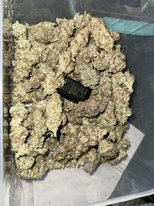 Grounded Genetiks Part 1. Week 13