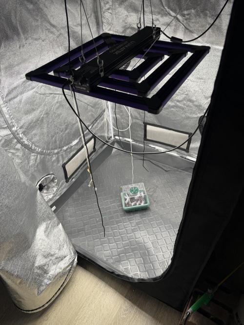 Perfect Tree run Nr.1. / Lemonnade. Week 0