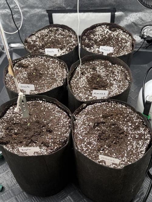 Perfect Tree run Nr.1. / Lemonnade. Week 0