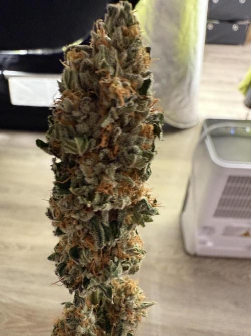 Greenhouse Cycle Part 1. Week 12