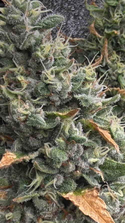 Greenhouse Cycle Part 1. Week 12