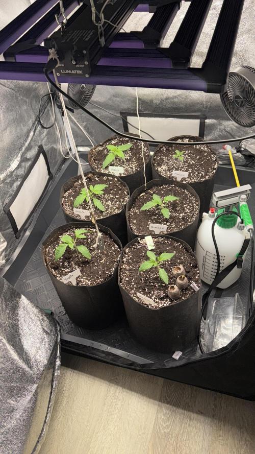 Perfect Tree run Nr.1. / Lemonnade. Week 1