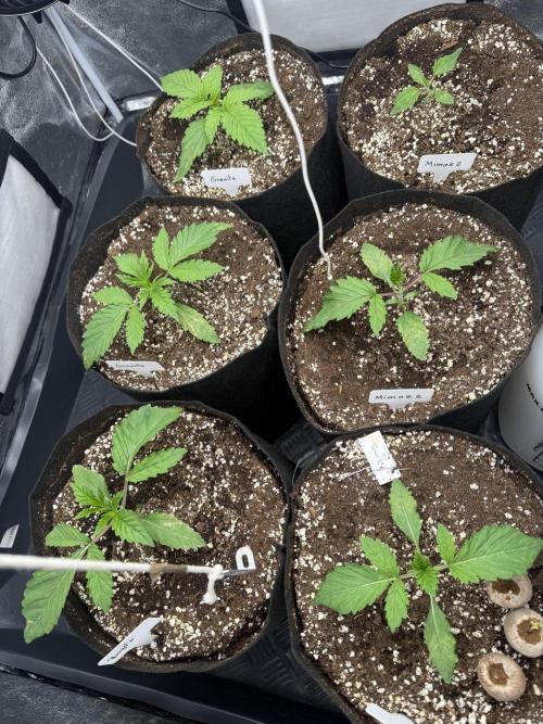 Perfect Tree run Nr.1. / Lemonnade. Week 1