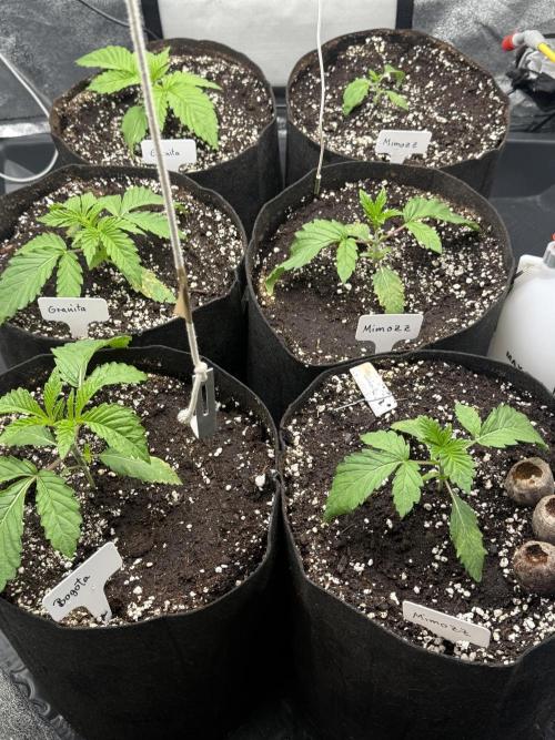 Perfect Tree run Nr.1. / Lemonnade. Week 1