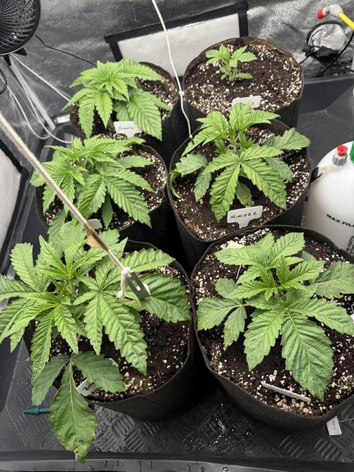 Perfect Tree run Nr.1. / Lemonnade. Week 2