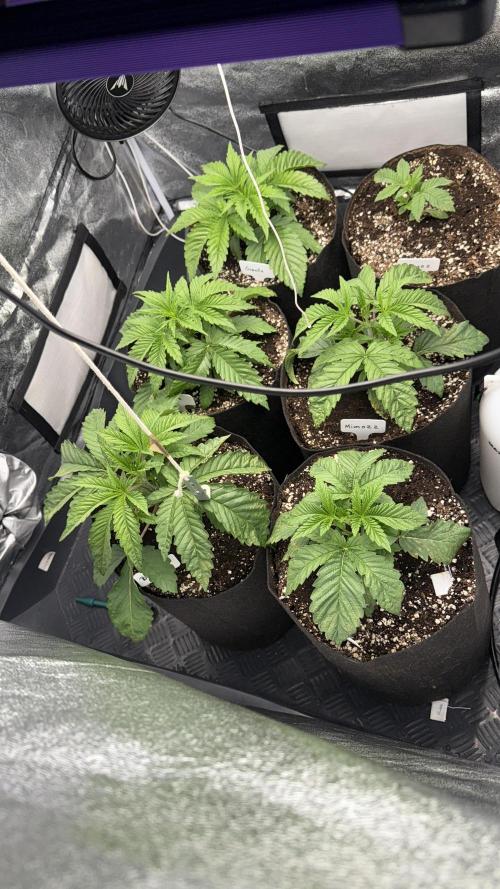 Perfect Tree run Nr.1. / Lemonnade. Week 2