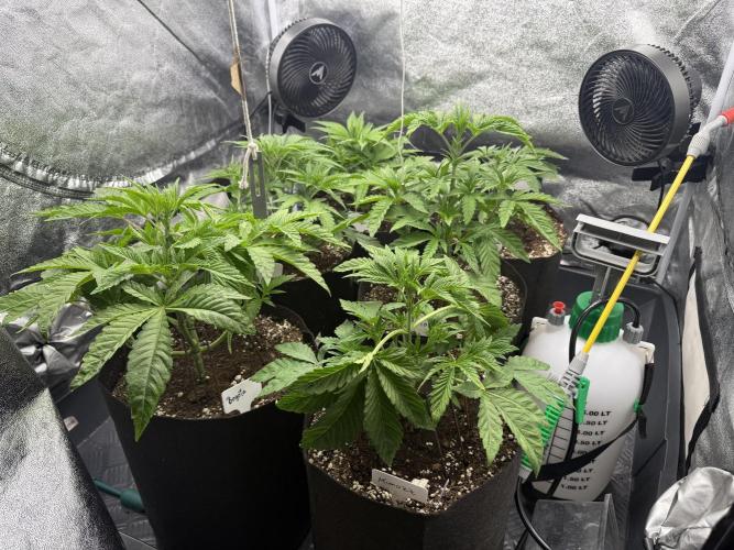 Perfect Tree run Nr.1. / Lemonnade. Week 3