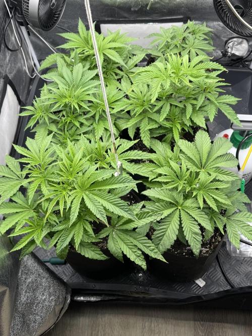 Perfect Tree run Nr.1. / Lemonnade. Week 3