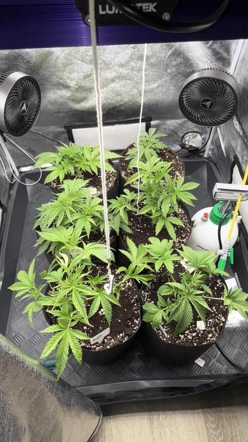 Perfect Tree run Nr.1. / Lemonnade. Week 3