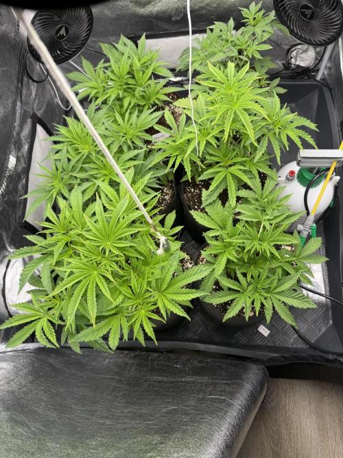 Perfect Tree run Nr.1. / Lemonnade. Week 4