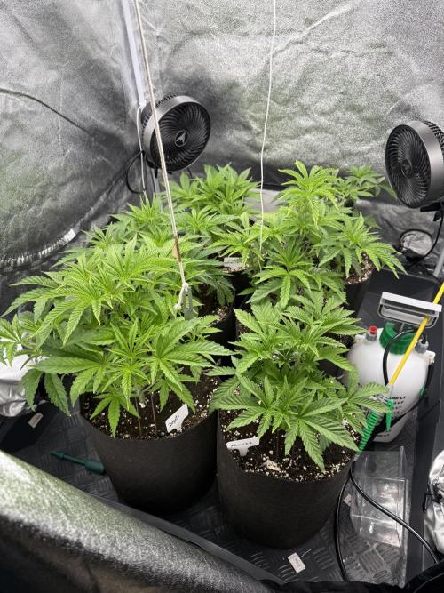 Perfect Tree run Nr.1. / Lemonnade. Week 4