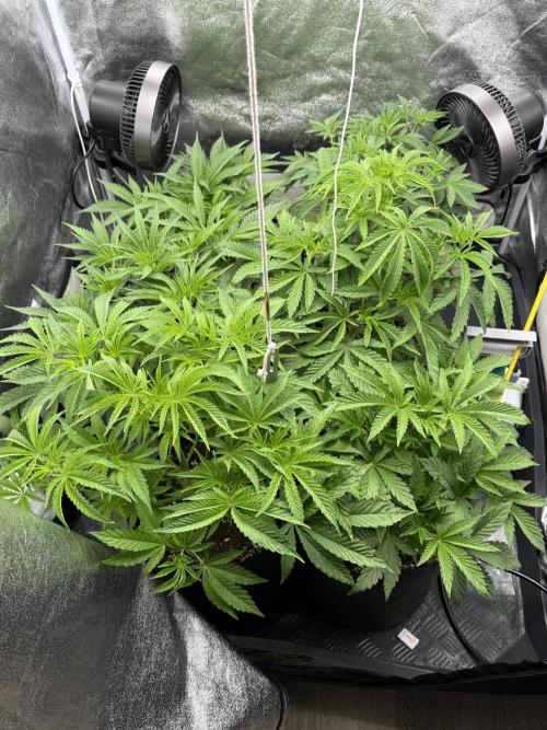 Perfect Tree run Nr.1. / Lemonnade. Week 4