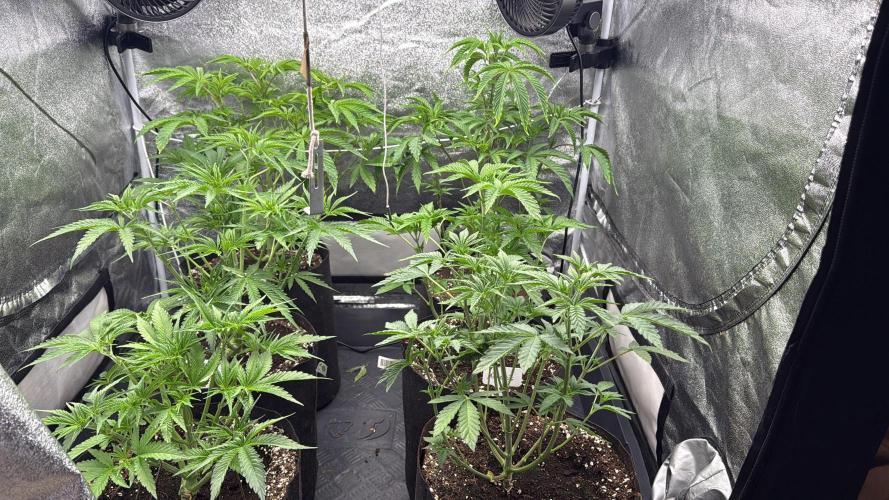 Perfect Tree run Nr.1. / Lemonnade. Week 4