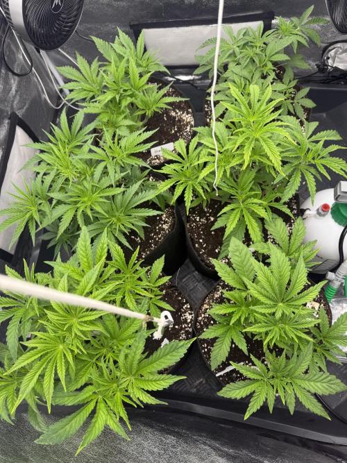 Perfect Tree run Nr.1. / Lemonnade. Week 4