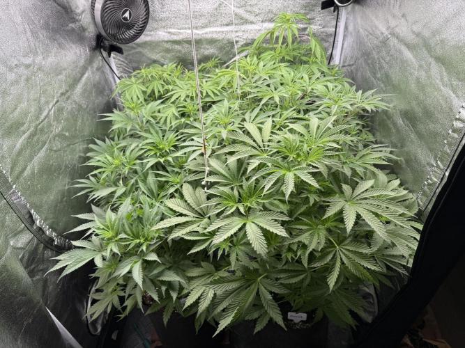 Perfect Tree run Nr.1. / Lemonnade. Week 6