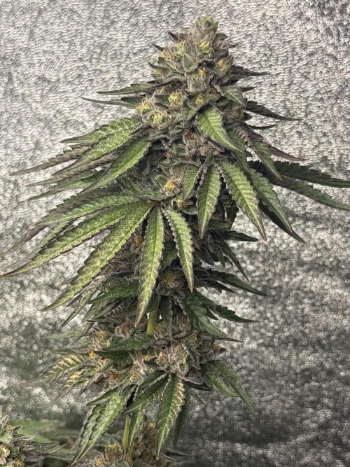 Perfect Tree run Nr.1. / Lemonnade. Week 11