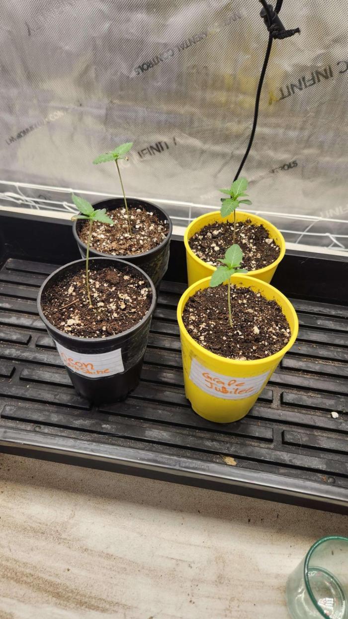 Neon sunshine & Grape Jublee. Week 0 - Soaked in water for 24 hours then right into the dirt, took aboot 3 days to pop!