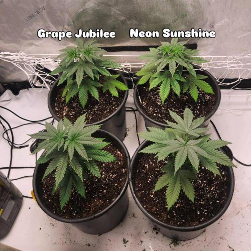 Neon sunshine & Grape Jublee. Week 2 - 2 on the left Grape Jubilee, 2 on the right Neon sunshine