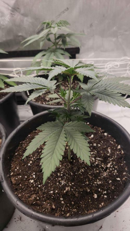 Neon sunshine & Grape Jublee. Week 2